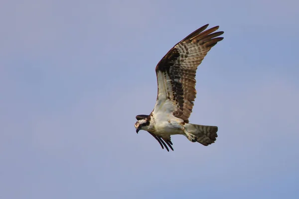 空を飛ぶ鷲のクローズアップ — ストック写真
