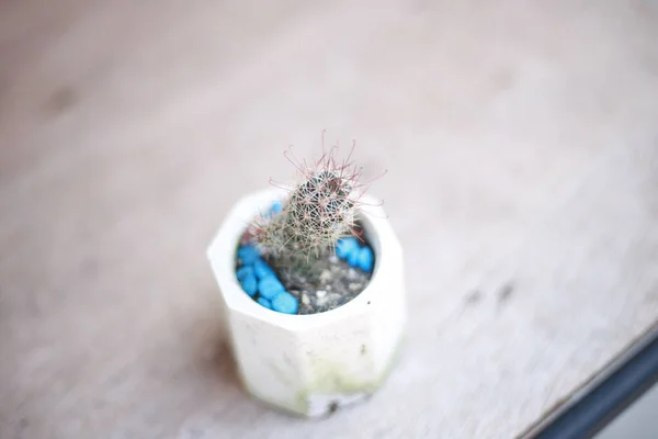 Primer Plano Una Planta Cactus Una Maceta Con Pequeñas Rocas — Foto de Stock