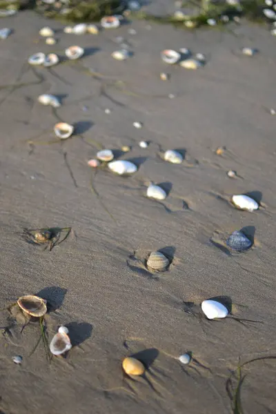 Colpo Verticale Conchiglie Sulla Spiaggia Sabbia — Foto Stock