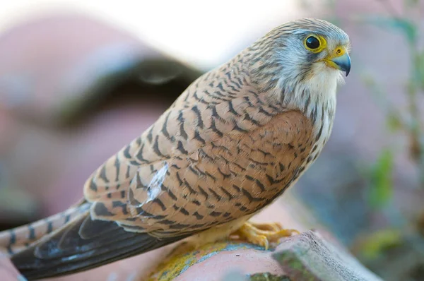 Closeup Shot Lesser Kestrel Blurred Background — Stock Photo, Image