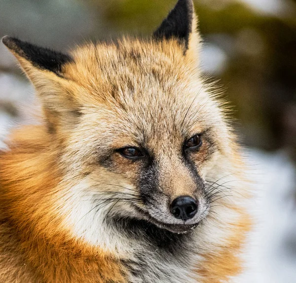 Sakhalin Fox Forest Blurred Background — Stok fotoğraf