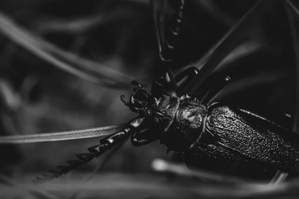 Grayscale Macro Shot Bug Long Whiskers —  Fotos de Stock