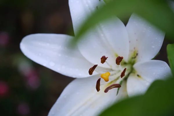 Selective Focus Shot White Lily Flowers Garden — Stock Photo, Image