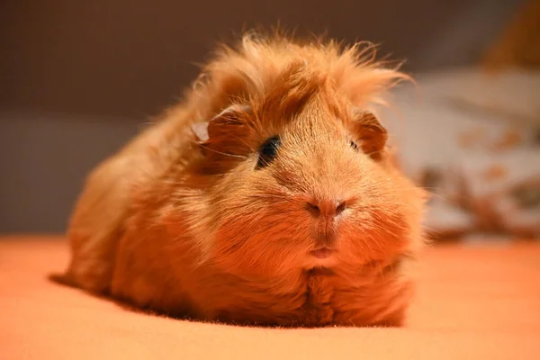 Closeup Shot Fluffy Brown Guinea Pig — Stock Photo, Image