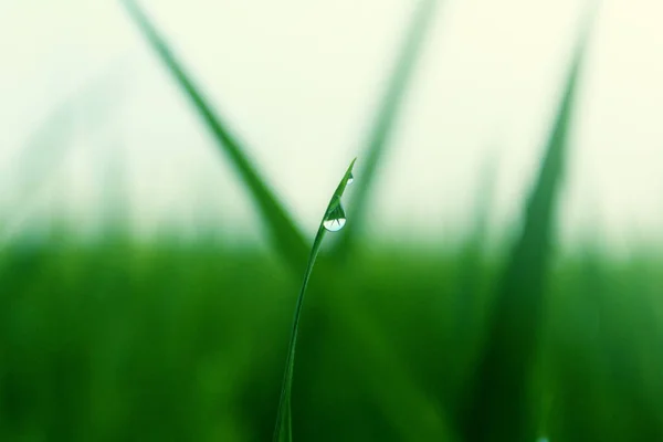 Selective Focus Shot Green Rice Blade Morning Dew Drops — Stock Photo, Image