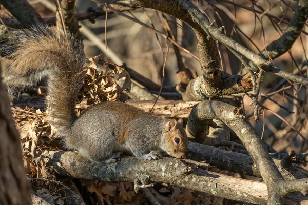 Ein Niedliches Pelziges Eichhörnchen Auf Trockenen Blattlosen Ästen — Stockfoto