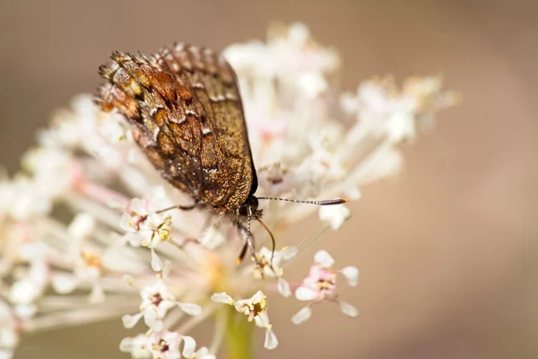 Western Pine Elfin Butterfly White Flower Blurred Background — Stock Photo, Image