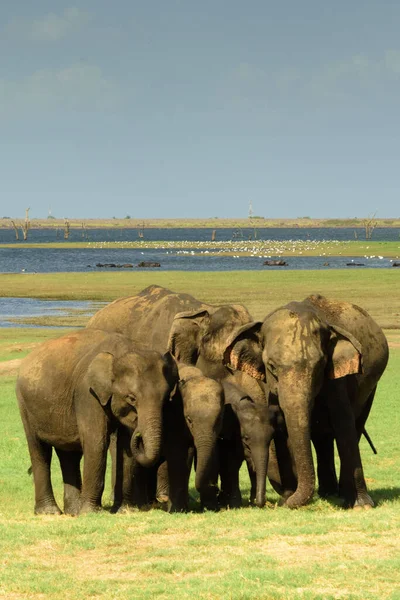 Vertical Shot Herd Elephants Safari — Stock Photo, Image