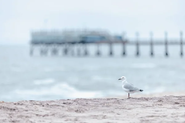 Closeup White Seagull Standing Sandy Beach Seascape — Stockfoto