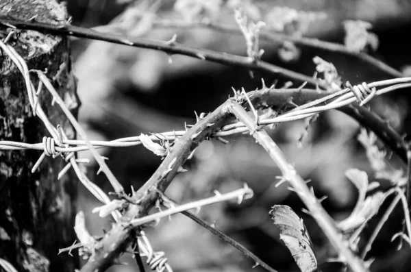 グレースケールの金属製フェンスのスパイクの木の枝のクローズアップショット — ストック写真