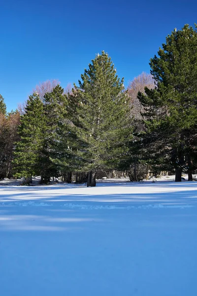 A vertical shot of growing pine trees in snow covered field under blue bright sky