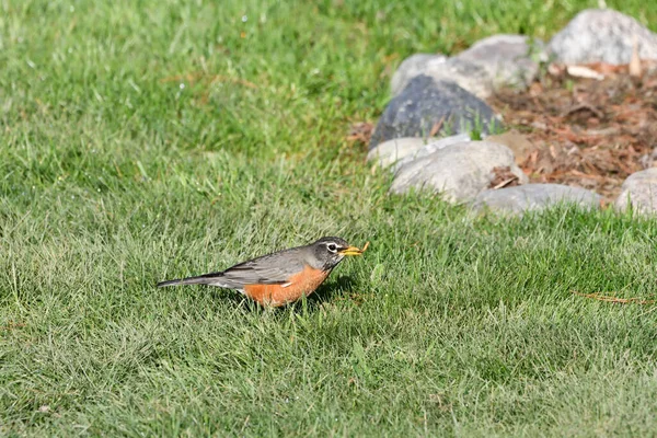 Closeup Shot Tiny American Robin Turdus Migratorius Searching Food Lawn — Foto de Stock