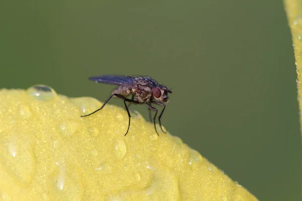 一只果蝇在潮湿的黄色花瓣上的特写镜头 — 图库照片
