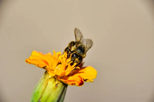 Closeup Shot Honeybee Collecting Nectar Orange Flower Bright Sunlight Blurred — Stock Photo, Image