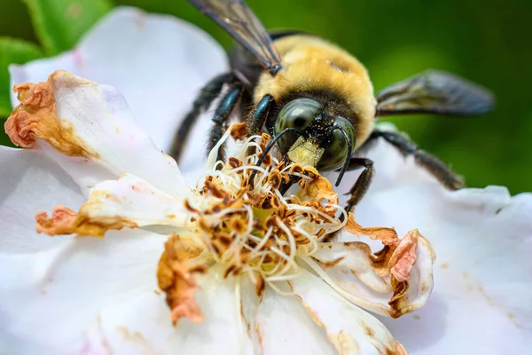 Closeup Bumblebee Pollinating White Flower Sunny Day — Stock Photo, Image