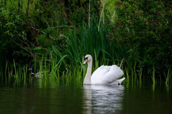 Cisne Branco Deslizando Longo Lago Calmo Mostrando Conceitos Beleza Calma — Fotografia de Stock