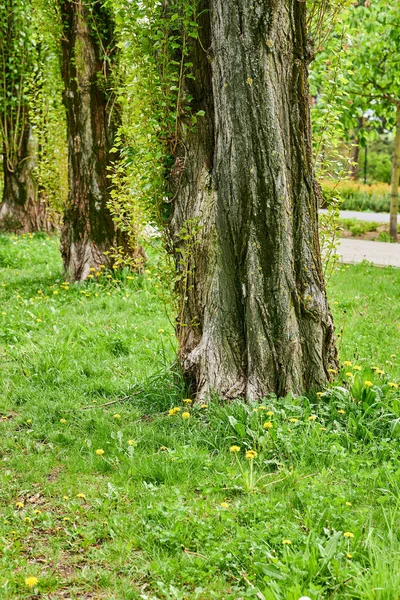 Parktaki Ağaçlar Sarı Karahindibalar Taraxacum Officinale — Stok fotoğraf