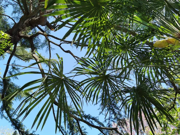 Madrid Spanya Daki Güzel Capricho Parkında Palmiye Ağaçlarının Alçak Açılı — Stok fotoğraf