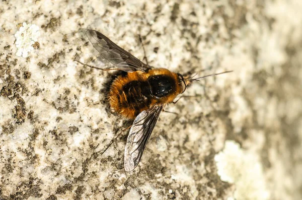 Closeup Bee Textured Surface — Foto Stock