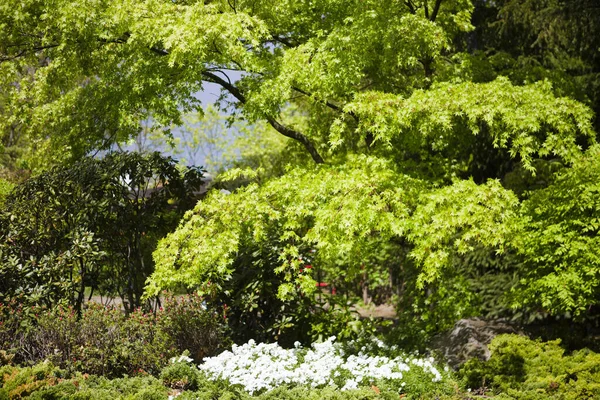 Красивые Цветы Зелеными Деревьями Японском Саду — стоковое фото