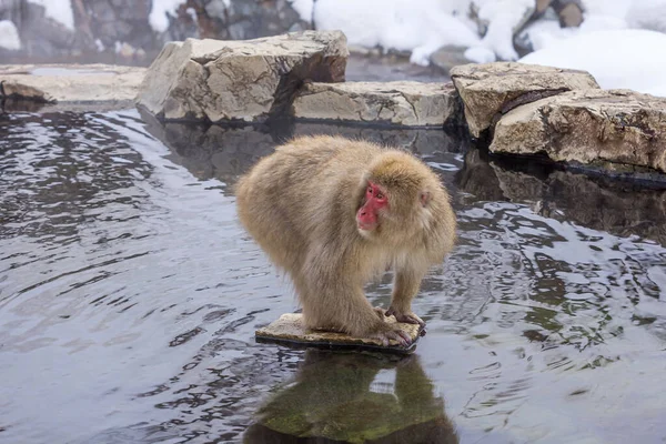 A closeup shot of a Japanese macaque on a rock in the middle of a freezing pond during winter