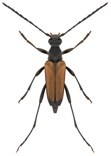 Escarabajo Cuerno Largo Anastrangalia Sanguinolenta Macho — Foto de Stock