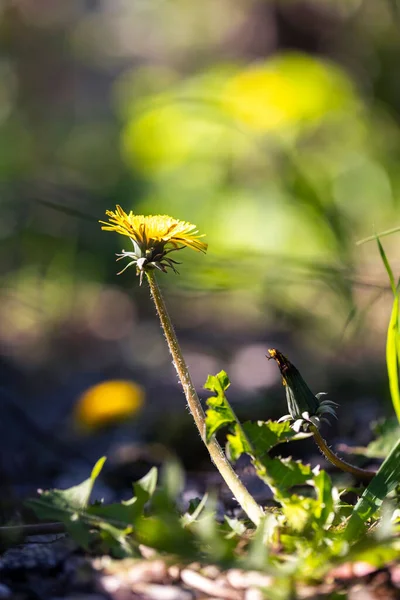 Vertical Shot Blooming Dandelion Sun — Stockfoto