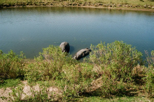 Closeup Hippopotamus Pond — Zdjęcie stockowe