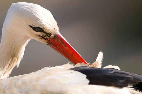 Primer Plano Cabeza Una Cigüeña Blanca Sobre Fondo Borroso Extremadura —  Fotos de Stock