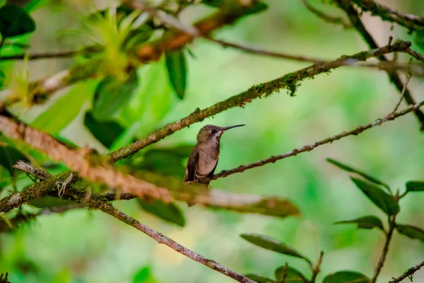 Female Ruby Topaz Humming Bird Sitting Tree Forest — Foto de Stock
