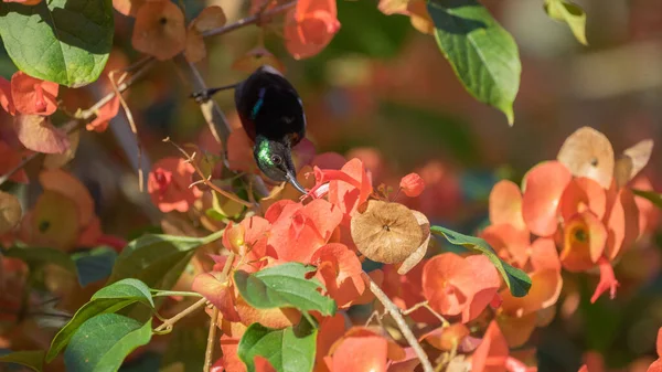 Closeup Palestine Sunbird Feeding Red Flowers Perched Tree Branch — Foto Stock