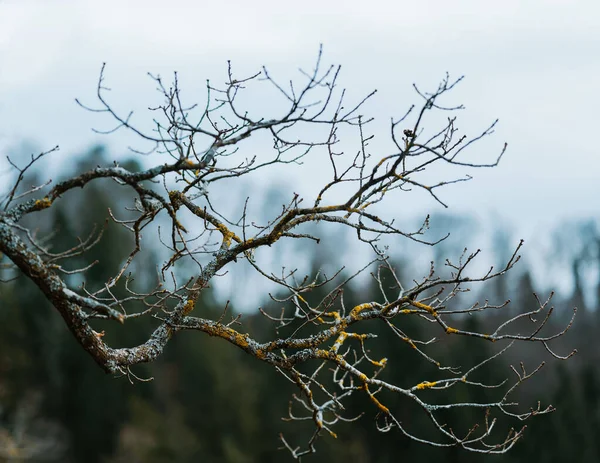 德国森林无叶树枝的浅浅的焦距镜头 — 图库照片