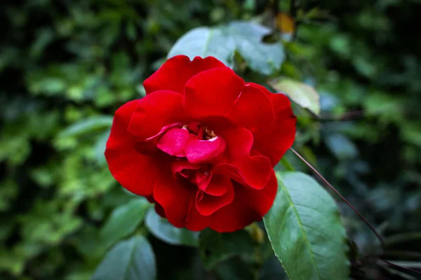 在一个背景模糊的花园里拍到一朵红玫瑰的特写 — 图库照片