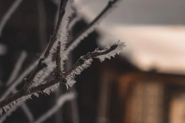 寒い日の枝の凍った露 — ストック写真