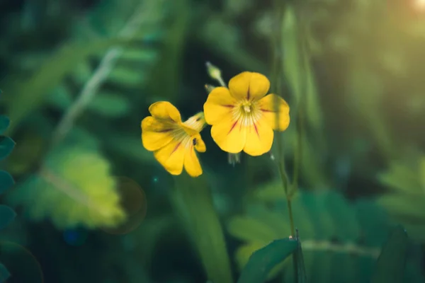 Closeup Yellow Mecardonia Flowers Garden — Foto de Stock