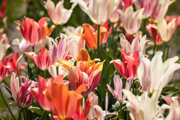 在一个受欢迎的郁金香农场 艳丽的粉色郁金香盛开 — 图库照片