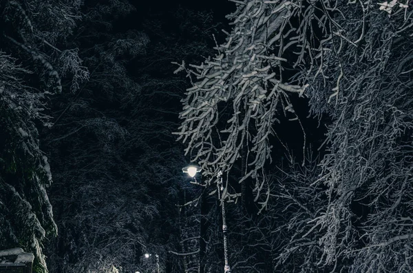 Tree Branches Covered Snow Park Night Kemeri Latvia — Zdjęcie stockowe