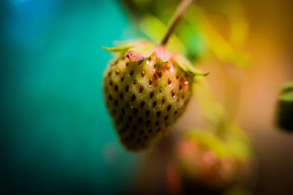 Closeup Shot Young Strawberry Thriving Garden Blurred Background — Stock Photo, Image