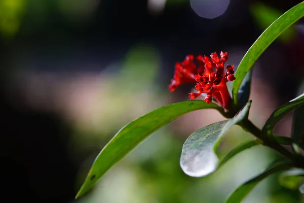 Foco Superficial Una Planta Con Flores Rojas Naturaleza —  Fotos de Stock