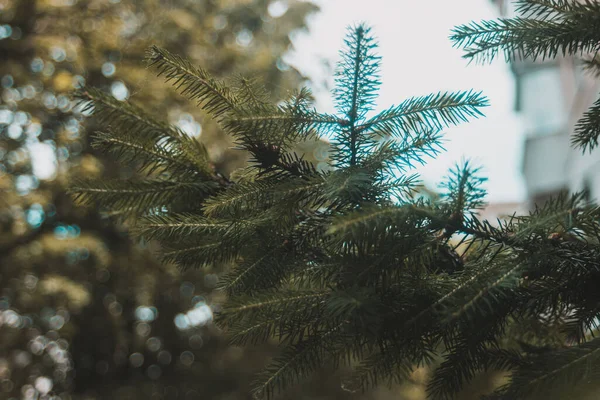 Closeup Shot Green Conifer Branch Forest — 스톡 사진