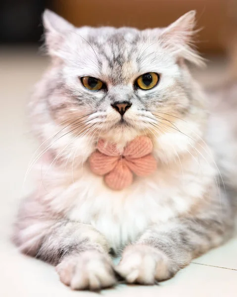 Yerde yatan bir kedinin dikey görüntüsü.