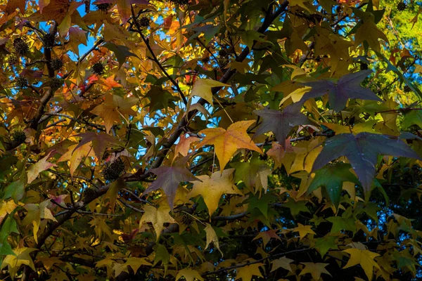 Eine Nahaufnahme Von American Sweetgum Herbst — Stockfoto
