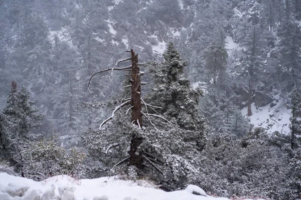 The winter landscape with snowy trees on the slope. California.