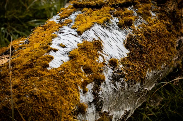 White Tree Surface Partially Covered Orange Moss — Stock Photo, Image