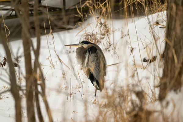 Lone Gray Heron Bird Snow Covered Field Winter — Stock Photo, Image