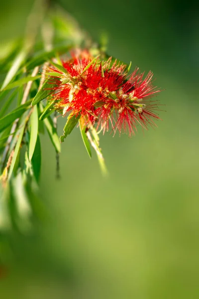 Australian Bottlebrush Red Flower Bloom Maryborough Queensland — Stock Photo, Image