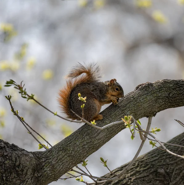 Disparo Vertical Una Adorable Ardilla Marrón Pie Sobre Árbol Comiendo —  Fotos de Stock