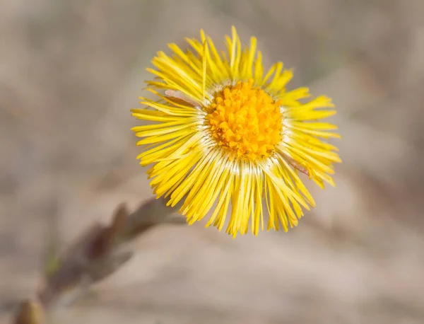 Selective Focus Shot Blooming Yellow Coltsfoot Flower — Stock Photo, Image