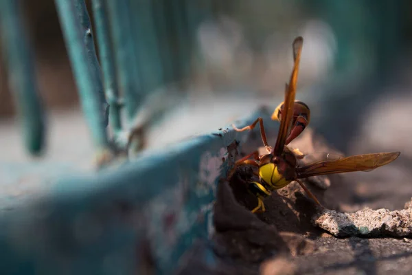 Closeup European Hornet Blurred Background — Foto de Stock