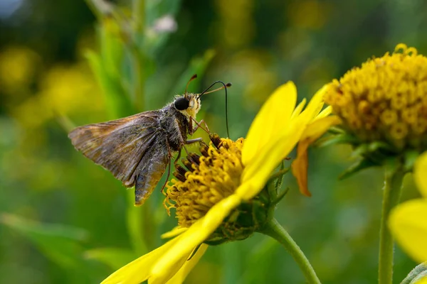 Closeup Sachem Perched Yellow Flower Field — Zdjęcie stockowe